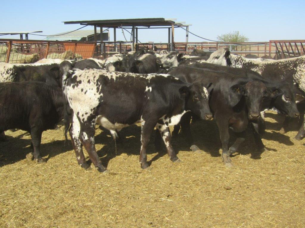 136 VGQ SPECKLE PARK/DROUGHTMASTER CROSS STEERS