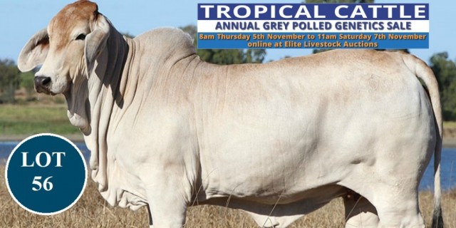 Tropical Cattle Online Sale  