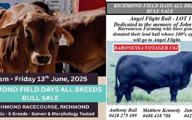 Richmond  All Breeds Bull Sale.