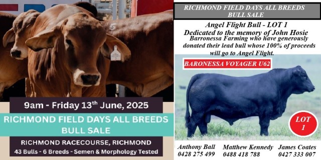 Richmond  All Breeds Bull Sale.
