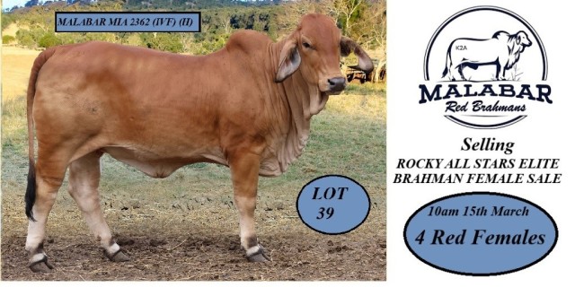 Malabar Red Brahmans Rocky All Stars Sale. 