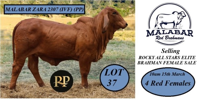 Malabar Red Brahmans Rocky All Stars Sale. 