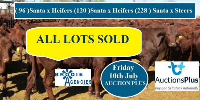 ALL SOLD  (96),(120),(228), Results Santa X Heifers and Steers 