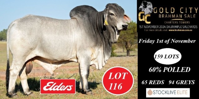 GOLD CITY BRAHMAN SALE 2024