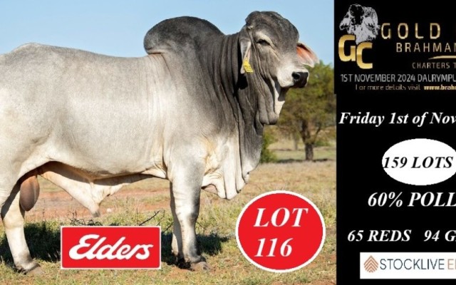 GOLD CITY BRAHMAN SALE 2024