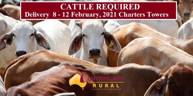 CATTLE REQUIRED