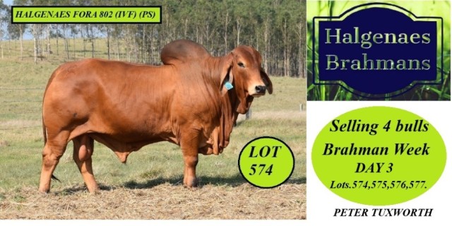 Halgenaes Brahmans RBWS 2024