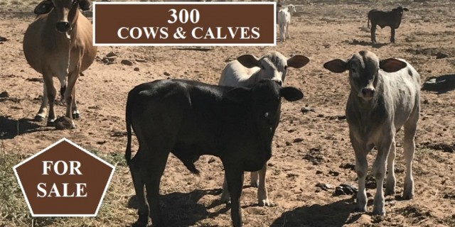 FOR SALE: 300 Mixed Age Cows and Calves.