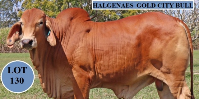 Halgenaes Gold City Sale 2021