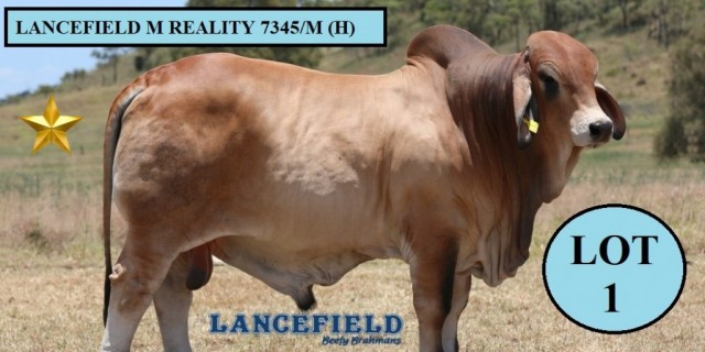Lancefield M Brahmans Big Country Sale 2023