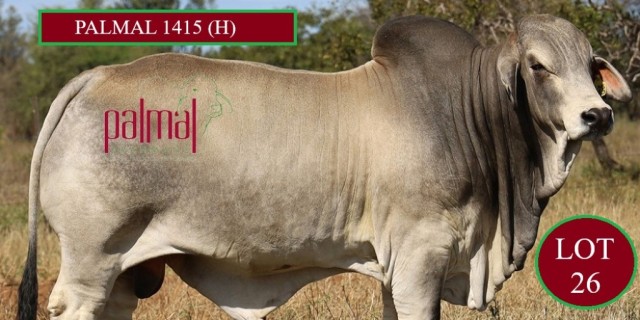 Palmal Clermont Beef Bull Sale