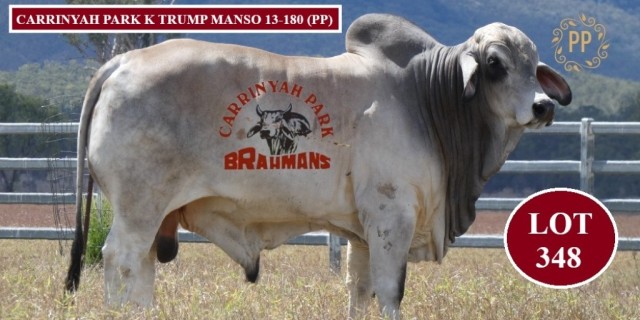 Carrinyah Park Brahman Week Bulls. 