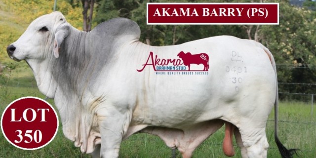 Akama Brahmans Big Country Sale 2023