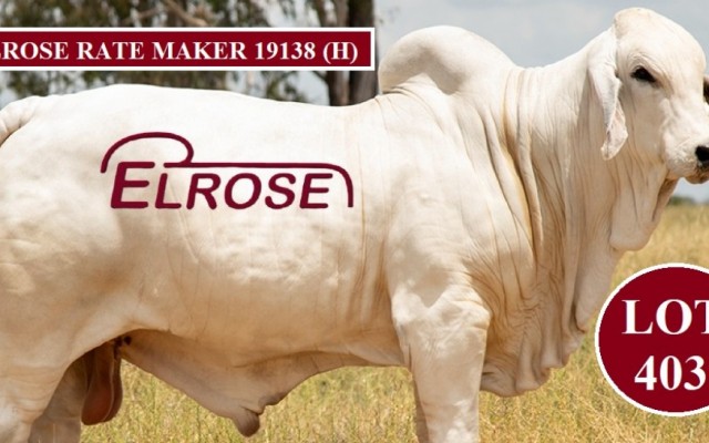 Elrose Bulls Big Country Sale 2022