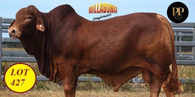 Billabong Droughtmasters National Sale Bulls 2024