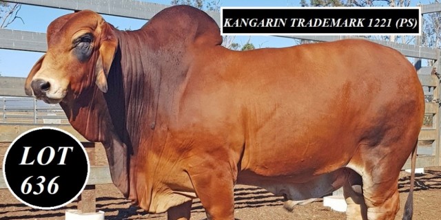 Kangarin 2021 Brahman Week Bulls 