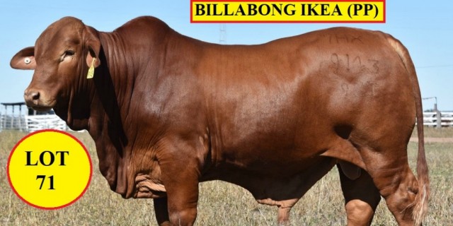 Billabong  Droughtmasters Bulls 2020 (DN)