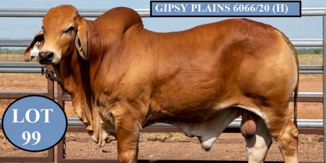 Gipsy Plains Brahmans Big Country Sale 2022