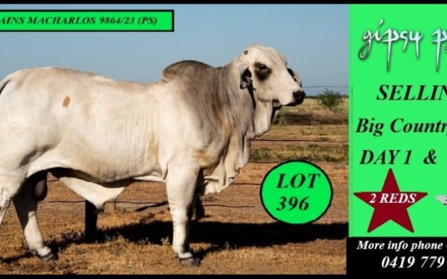 Gipsy Plains Big Country Sale 2025 