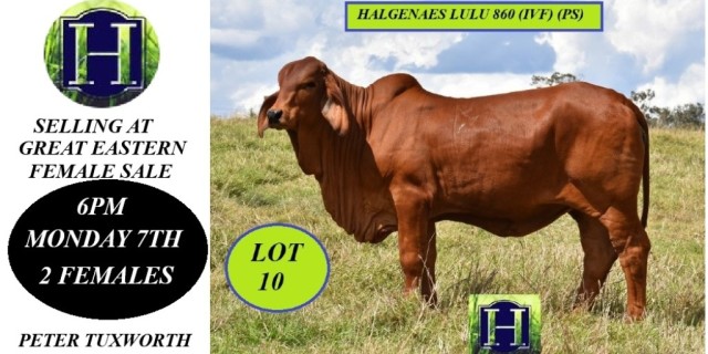 Halgenaes Brahmans selling 2 Females 