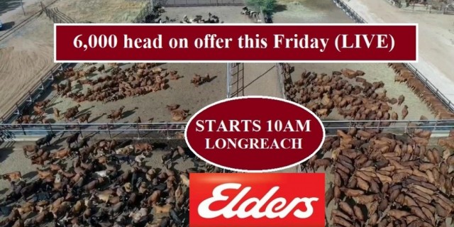 6,000 head on offer this Friday 22ND