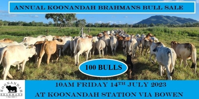 Koonandah Brahmans Bull Sale 2023