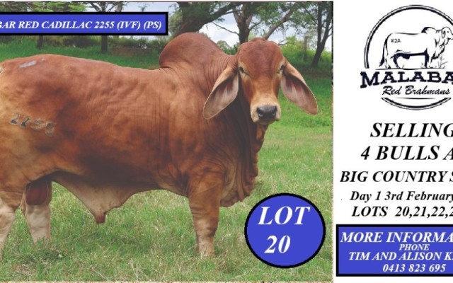 Malabar Red Brahmans Big Country Sale 2025