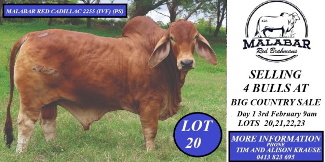 Malabar Red Brahmans Big Country Sale 2025