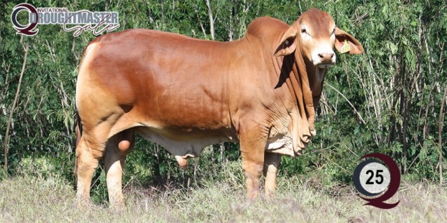 Minlacowie and Wingfield Droughtmasters (CQ SALE BULLS)
