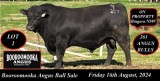 Booroomooka Angus Bull Sale. 