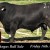 Booroomooka Angus Bull Sale. 