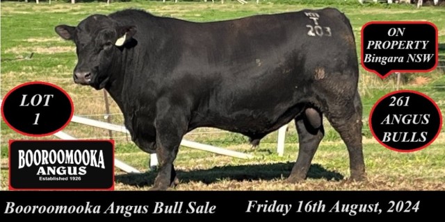 Booroomooka Angus Bull Sale 2024