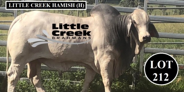 Little Creek Brahmans FEB all Breeds sale