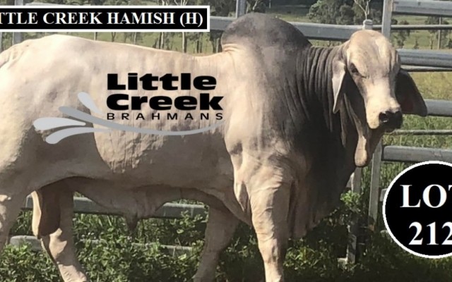 Little Creek Brahmans FEB all Breeds sale