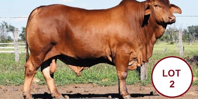 The Central Reds Droughtmaster Bull Sale