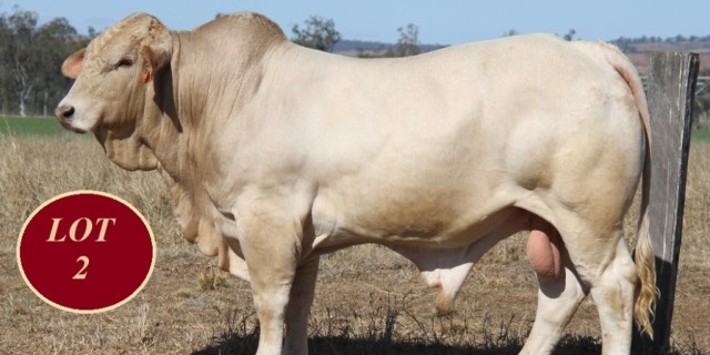 Whitaker Beef Bull Sale 2024