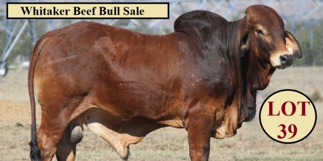 2023 Whitaker Beef Bull Sale.