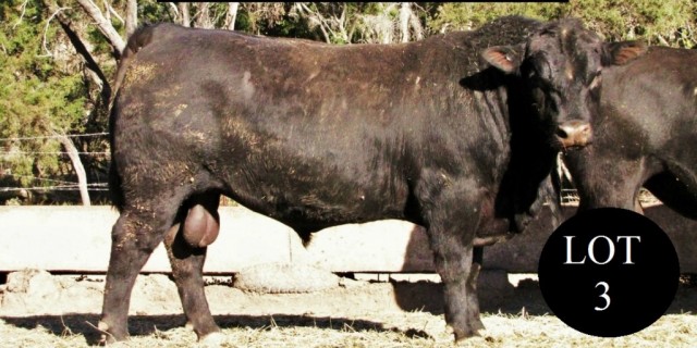 Central Queensland Bull Sale 2017 (Angus Bulls)