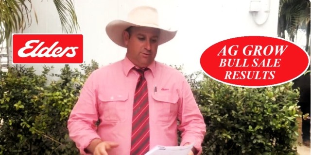 AG-GROW BULL SALE 2024 RESULTS