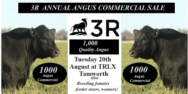 3R Angus Commercial Sale 2024