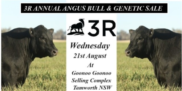 3R Annual Angus Bull & Genetic Sale 2024