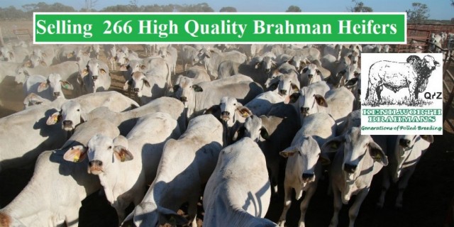 SELLING 266 High Quality Brahman Heifers      