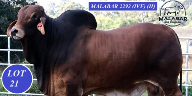 Malabar Red Brahmans Selling at Woolooga Sale