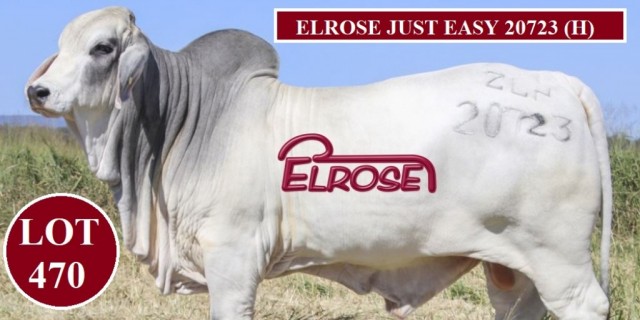 Elrose Brahmans Big Country Sale 2023