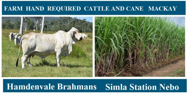  JOB POSITION CATTLE AND CANE FARM HAND 