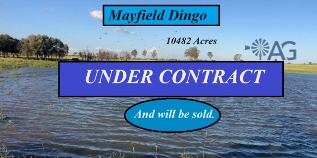 Mayfield Dingo