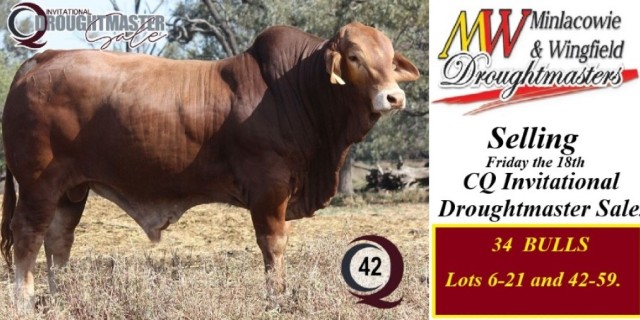 Minlacowie and Wingfield CQ Invitational Droughtmaster Sale 2024