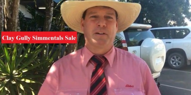 Clay Gully Simmentals Sale (Results)