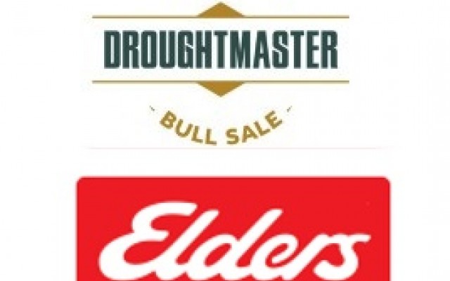 Droughtmaster National Sale 2022