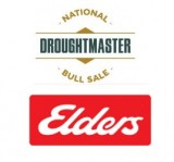 Droughtmaster National Sale 2022